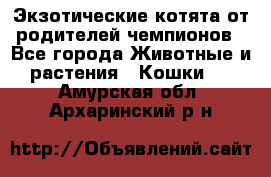  Экзотические котята от родителей чемпионов - Все города Животные и растения » Кошки   . Амурская обл.,Архаринский р-н